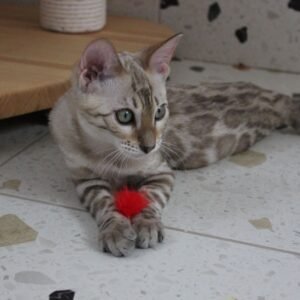 Aimsley - Bengal Kitten