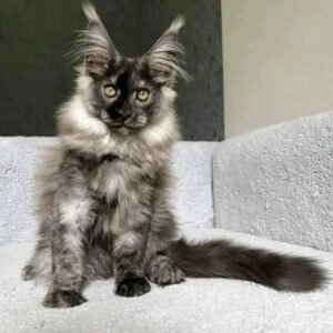Maine Coon Kitten Alvin