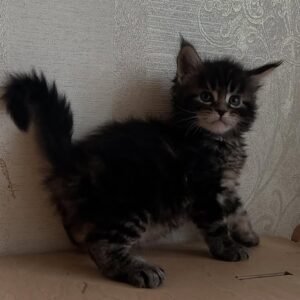Maine Coon Kitten - Bandit