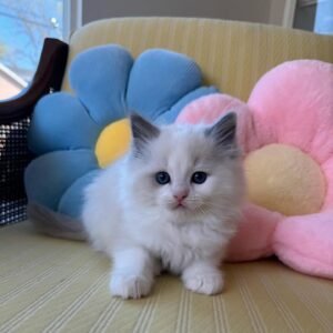 Ragdoll Kitten - Bella