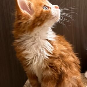 Maine Coon Kitten Benatar