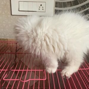 Persian Kitten - Beverly