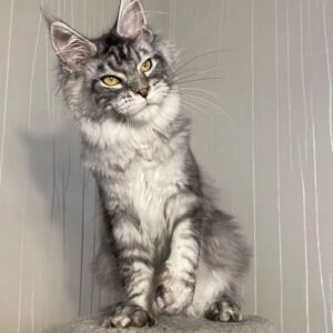 Maine Coon Kitten - Bobby