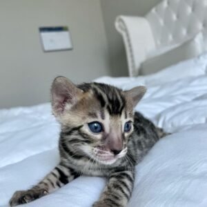 Bubba Bengal Kitten