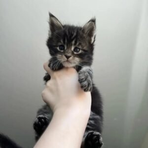 Maine Coon Kitten - Bubbles