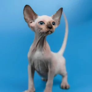 SPHYNX KITTENS