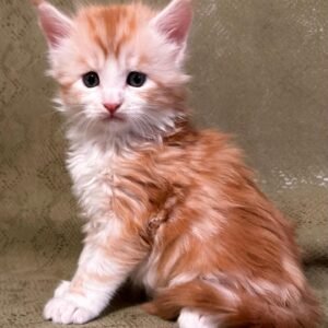 Maine Coon Kitten - Meet Catastrophe