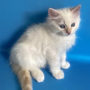 RAGDOLL KITTEN