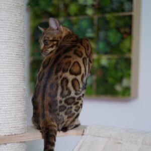 Charlie Bengal Kitten