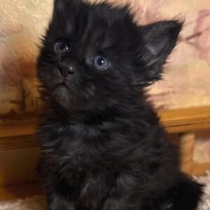 Maine Coon Kitten: Clawdia