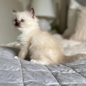 Ragdoll Kitten - Meet Coco