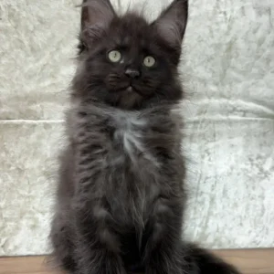 MAINE COON KITTEN