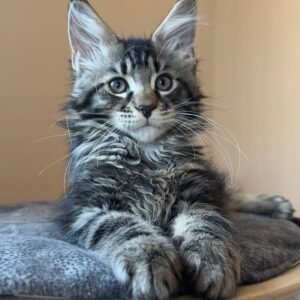 Maine Coon Kitten - Diesel