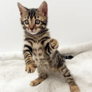 BENGAL KITTENS