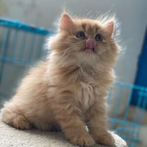 Persian Kitten - Eleanor
