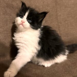 Maine Coon Kitten - Fandango