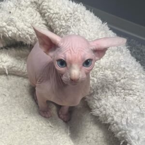 Adorable Sphynx Kitten - Fluffy