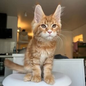 Meet Freddie, Maine Coon Kitten