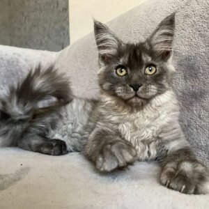 Maine Coon Kitten - George