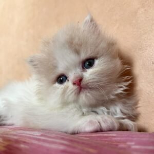 Persian Kitten – Georgia