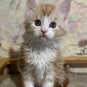 Maine Coon Kitten - Kit-Kat