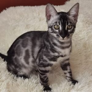 Loki Bengal Kitten