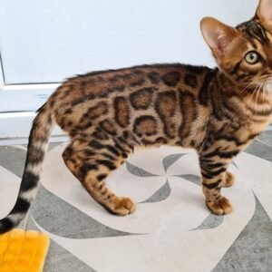 Luna Bengal Kitten