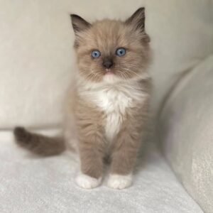 Ragdoll Kitten - Luna