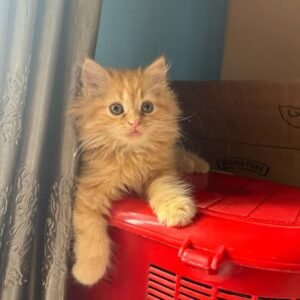 Persian Kitten - Maisy