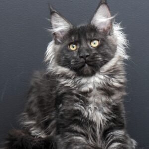 Maine Coon Kitten - Max