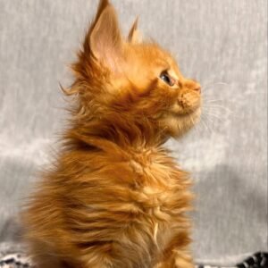 Maine Coon Kitten - Meowzart