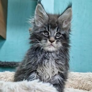 Maine Coon Kitten: Millie