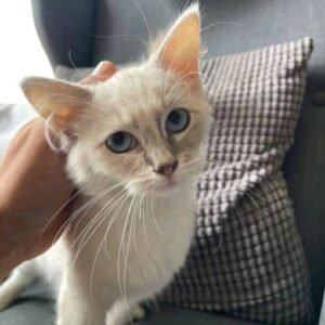 Ragdoll Kitten - Misty
