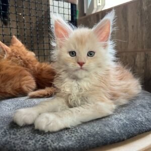 Maine Coon Kitten - Nero