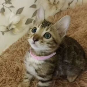 Adorable Odie Bengal Kitten