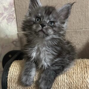 Maine Coon Kitten - Meet Panther