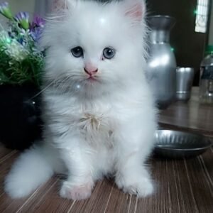 Persian Kitten - Penny