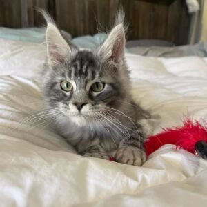 Maine Coon Kitten - Pumpkin
