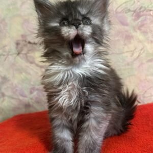 Maine Coon Kitten - Purrscilla