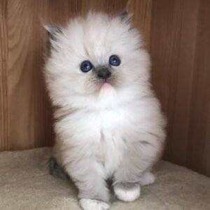 Ragdoll Kitten – Raven