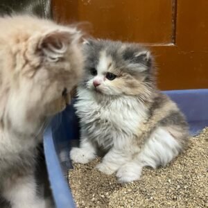 Persian Kitten Roxie