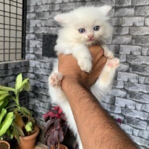 Sally - Maine Coon Kitten