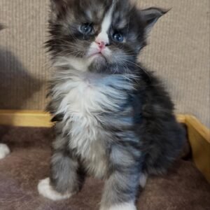 Maine Coon Kitten - Meet Sirius