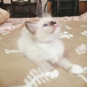 Ragdoll Kitten - Sophie