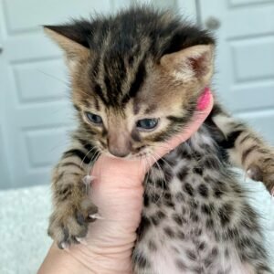 Meet Theodore