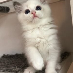 Ragdoll Kitten - Vortex