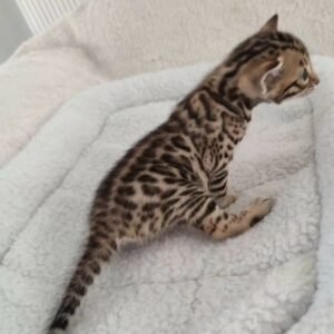 Wally - Bengal Kitten