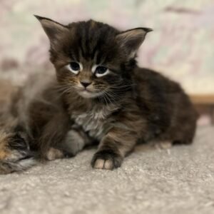Meet Whiskers - Adorable Maine Coon