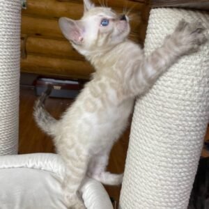 Adorable Male Bengal Kitten - Winston